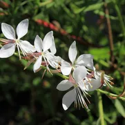 Chirurgia estetyczna